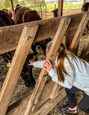 Scheer Daughter Petting Wagyu Cow in the Barn