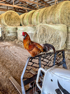 T-Bone the Rooster sitting on a piece of equipment