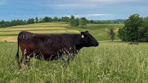 Marble Ridge Wagyu Cow grazing in field